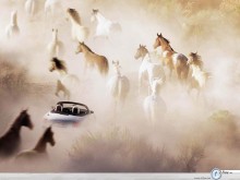 Audi TT with horses wallpaper